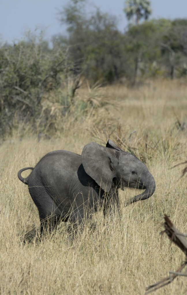 Naledi: A Baby Elephant’