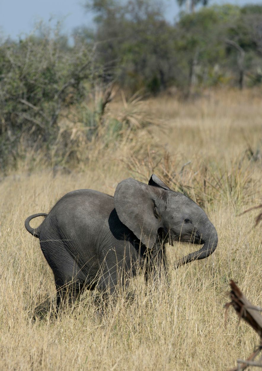 Naledi a baby elephant's tale