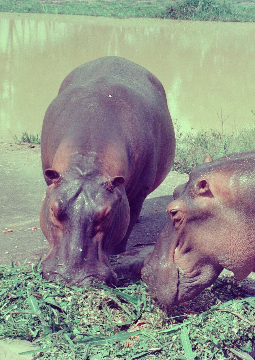 The hunt of Escobar''s Hippos